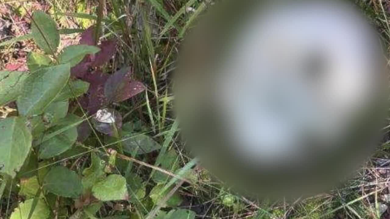Human bones found in Petersburg