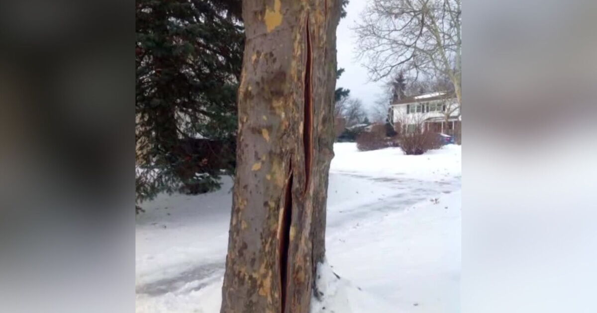 Exploding Tree Watch Are trees really 'exploding' in the cold? Here’s what’s actually happening