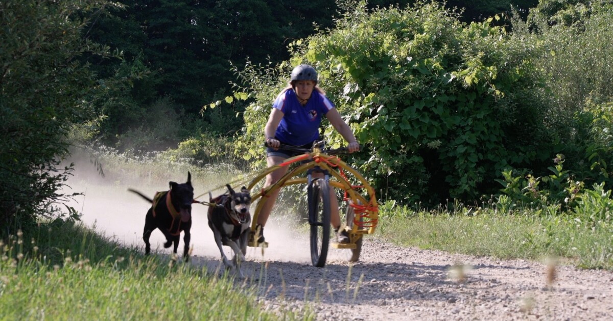 'They're my teammates': Michigan dog mushers to race in dryland world championships
