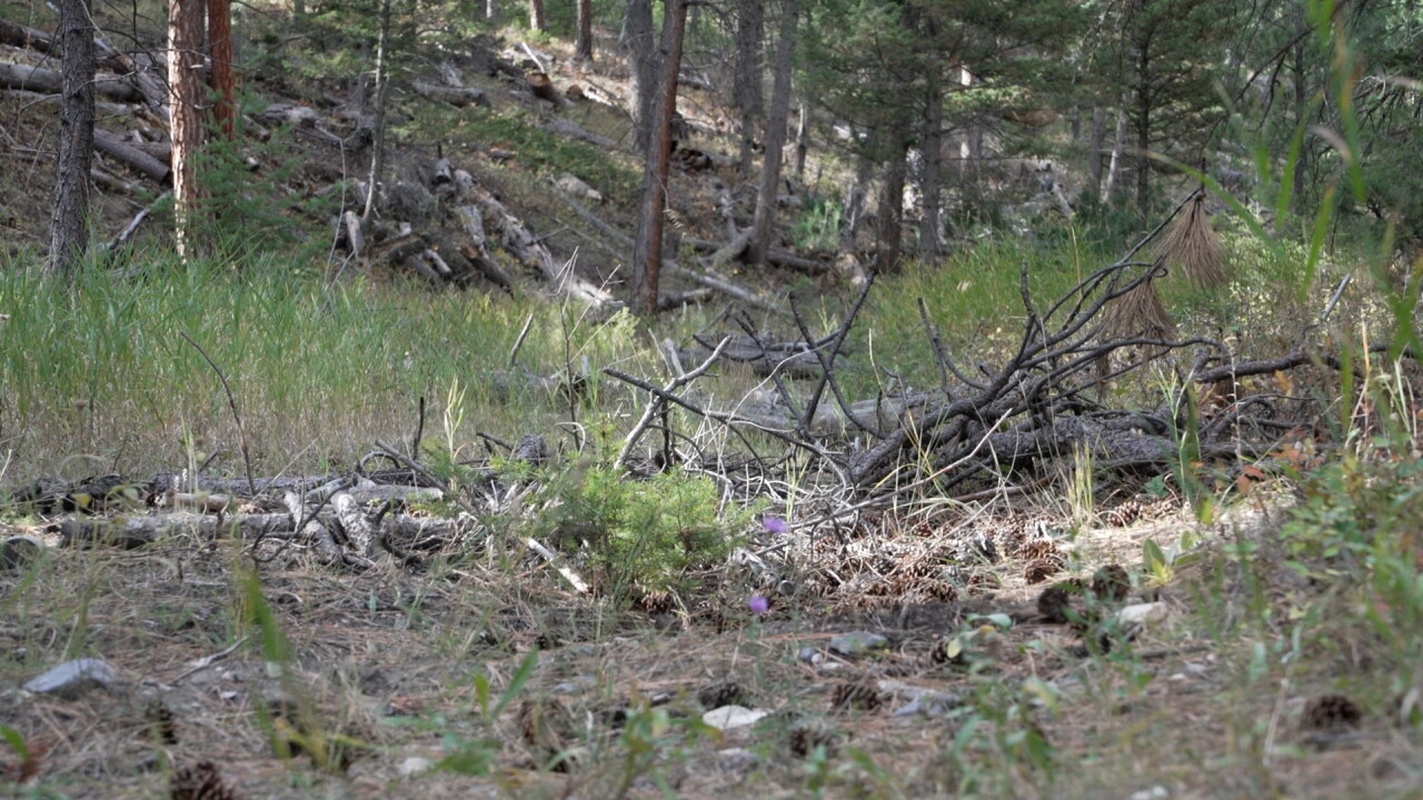 Forest floor