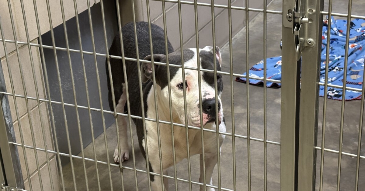 Lake County Dog Shelter finds a fix while waiting on AC part