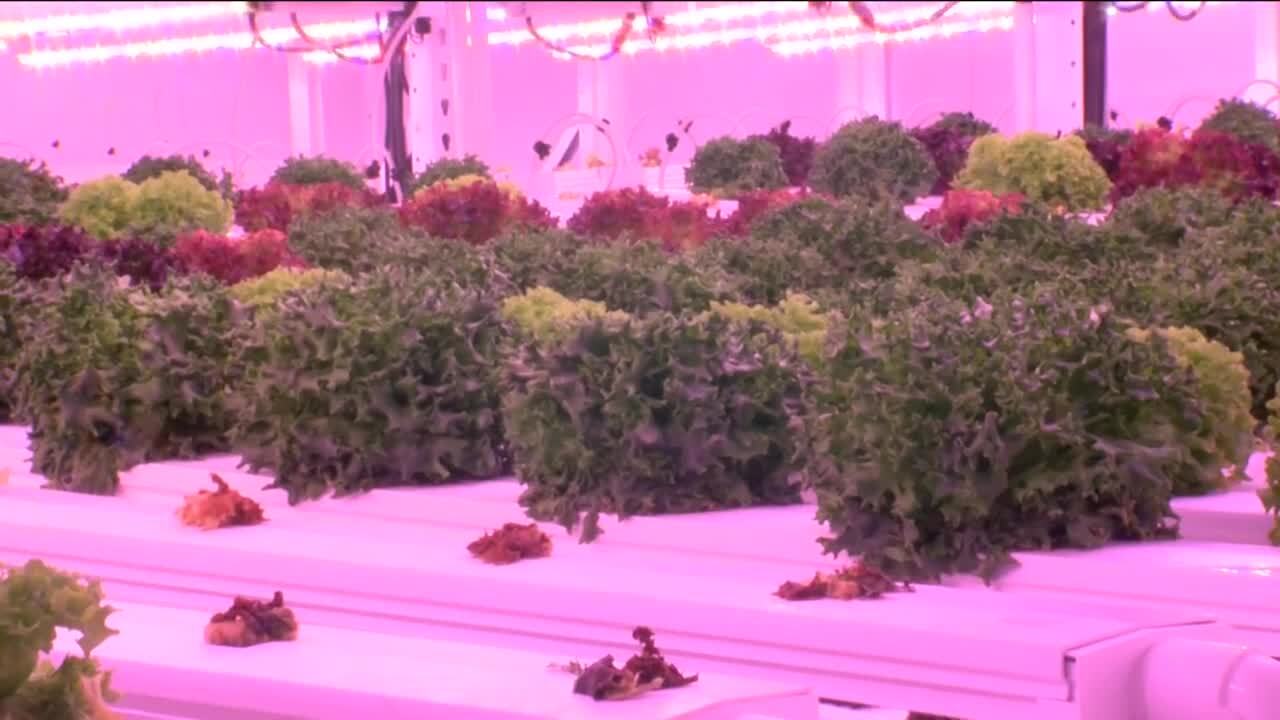 Indoor farm 'hacks' nature to grow food all year long