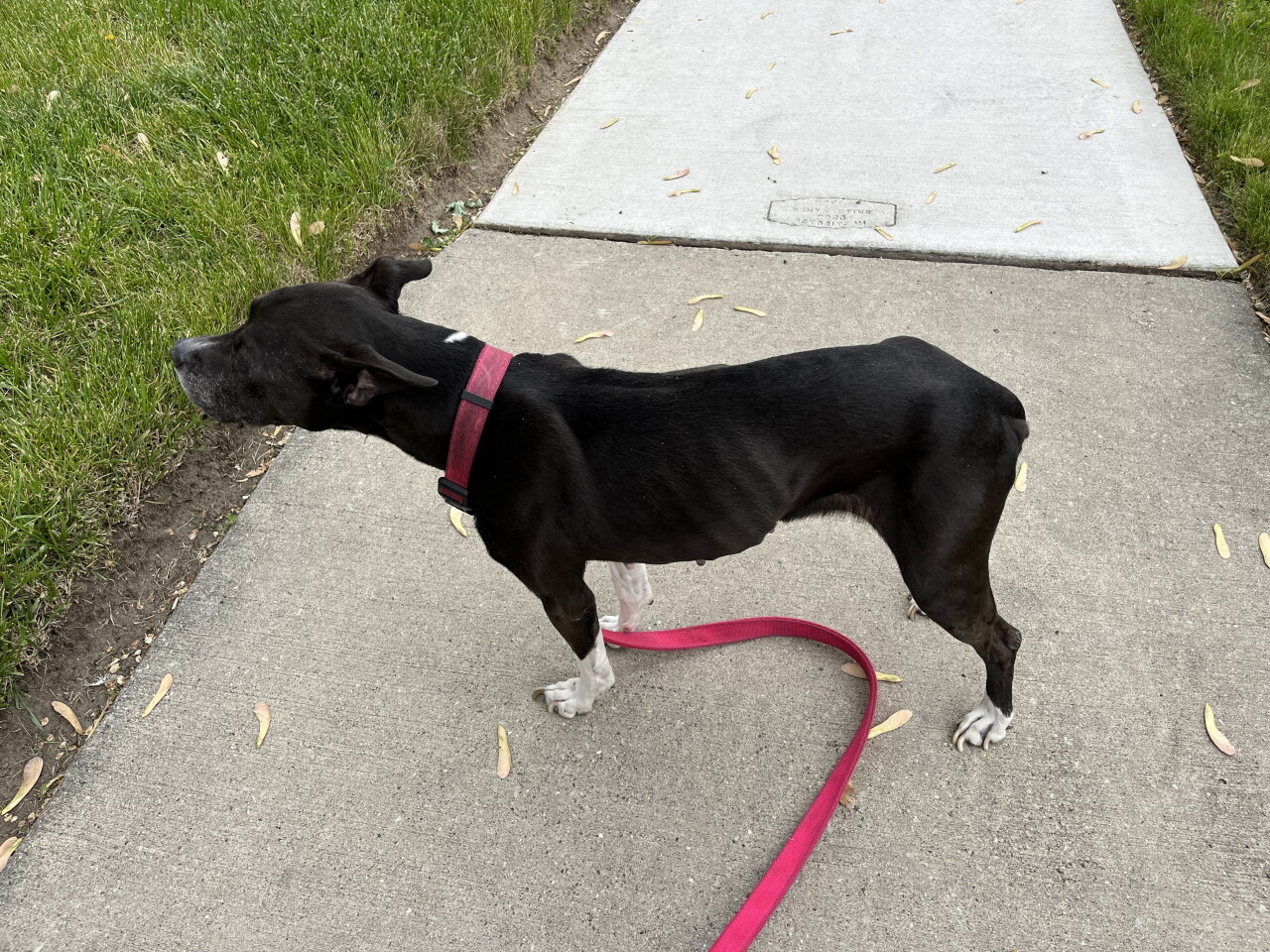 Detroit woman's dog killed after driver intentionally runs over animal police say_1.jpg