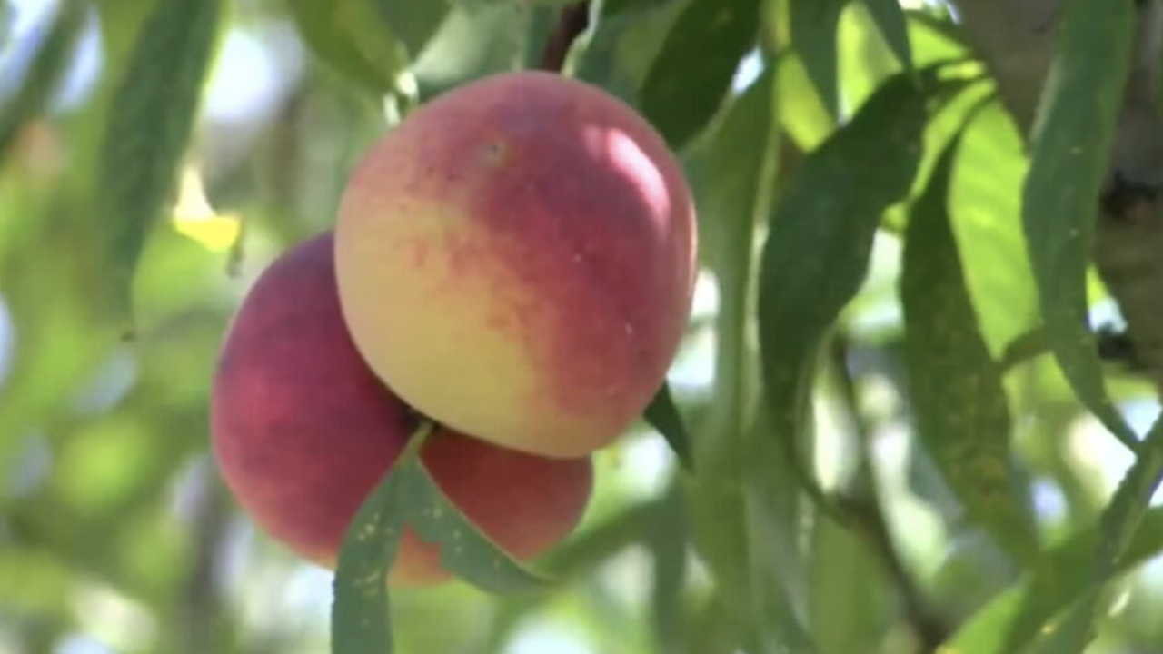 Florida peaches