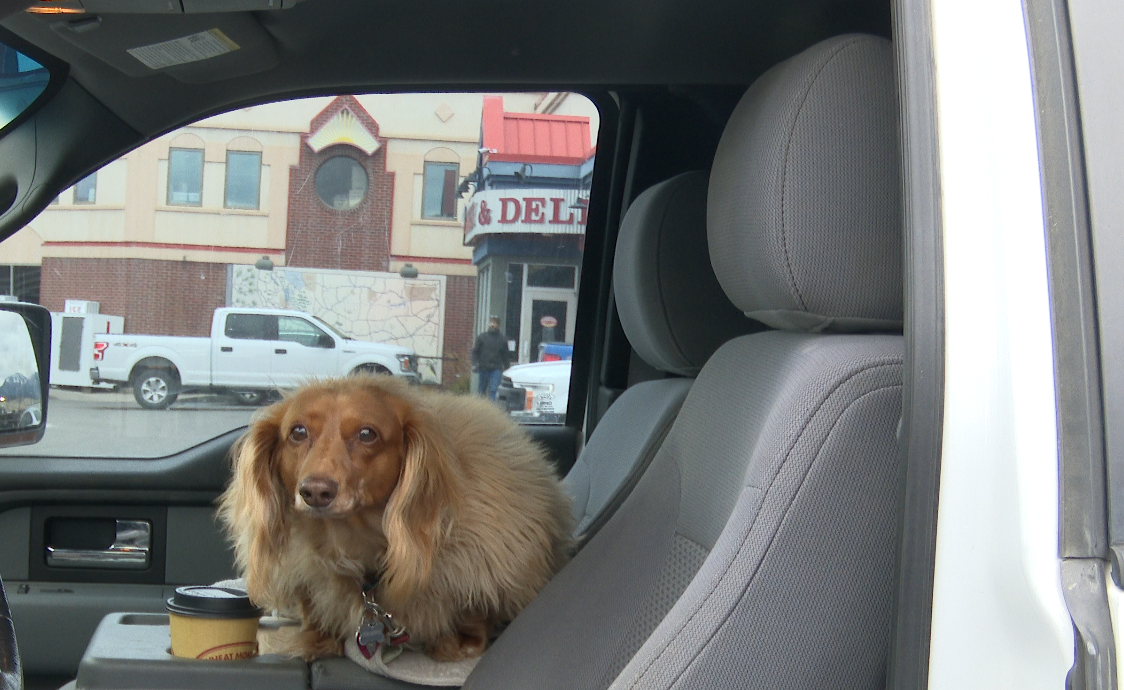 A furry companion keeps traveler company for the road trip