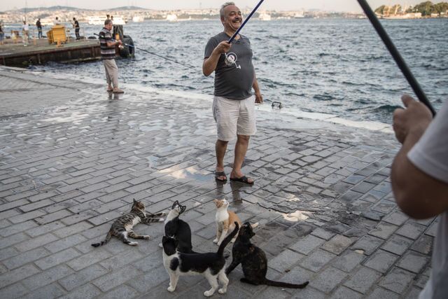 Photos: This place is known as 'The City of Cats'