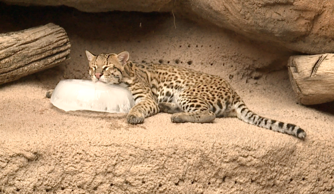 Screenshot 2025-08-18 at 4.01.14 AM.png