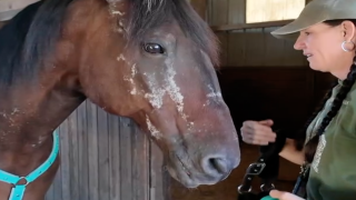 HORSE VIRUS pic112125.png