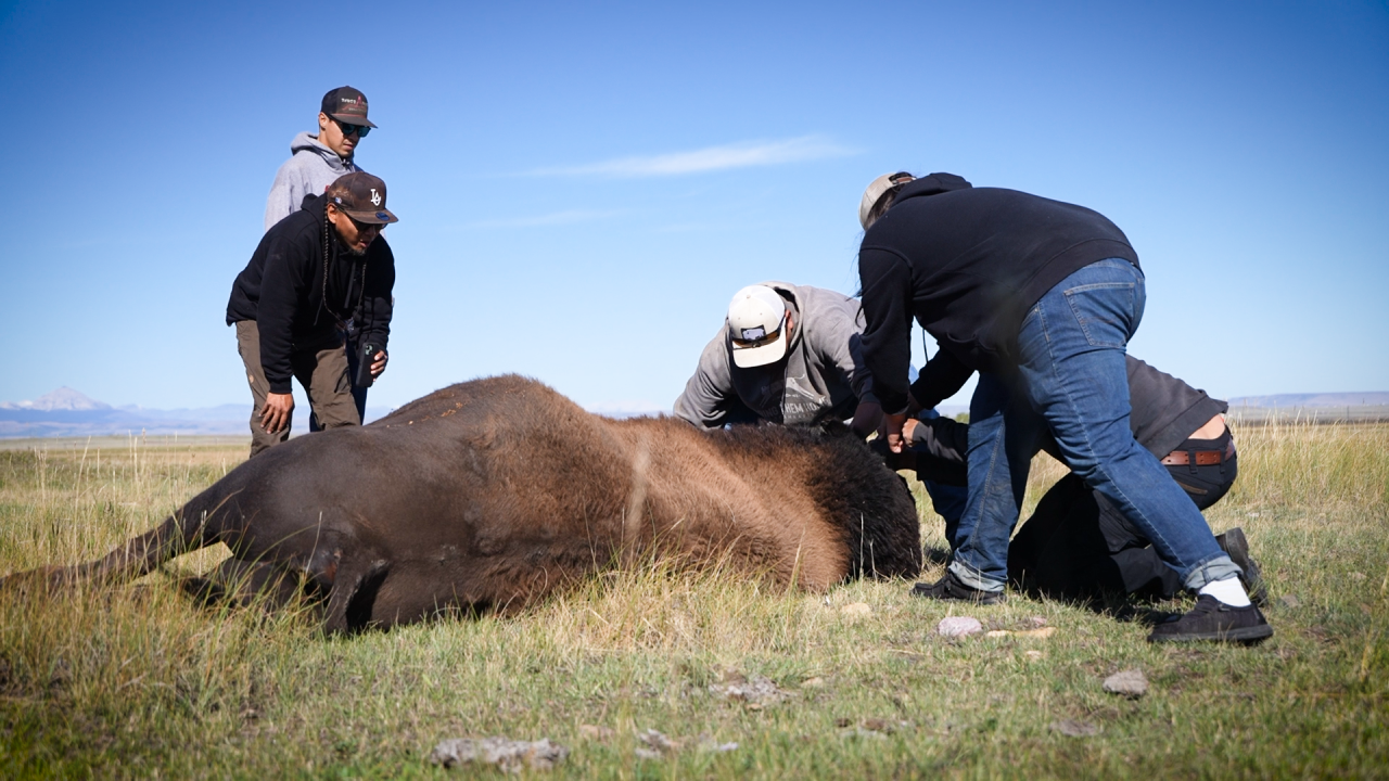 Harvesting buffalo