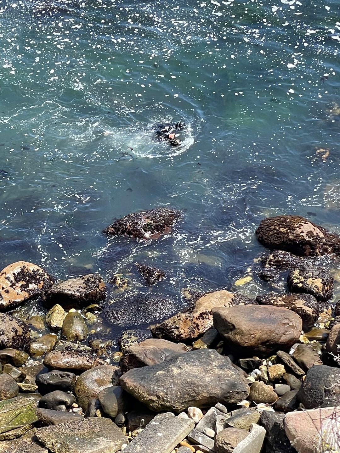 Shell Beach rescue 2.jpg