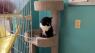 Animal experts caution against adopting on a whim