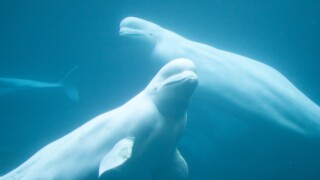 Beluga,Whales