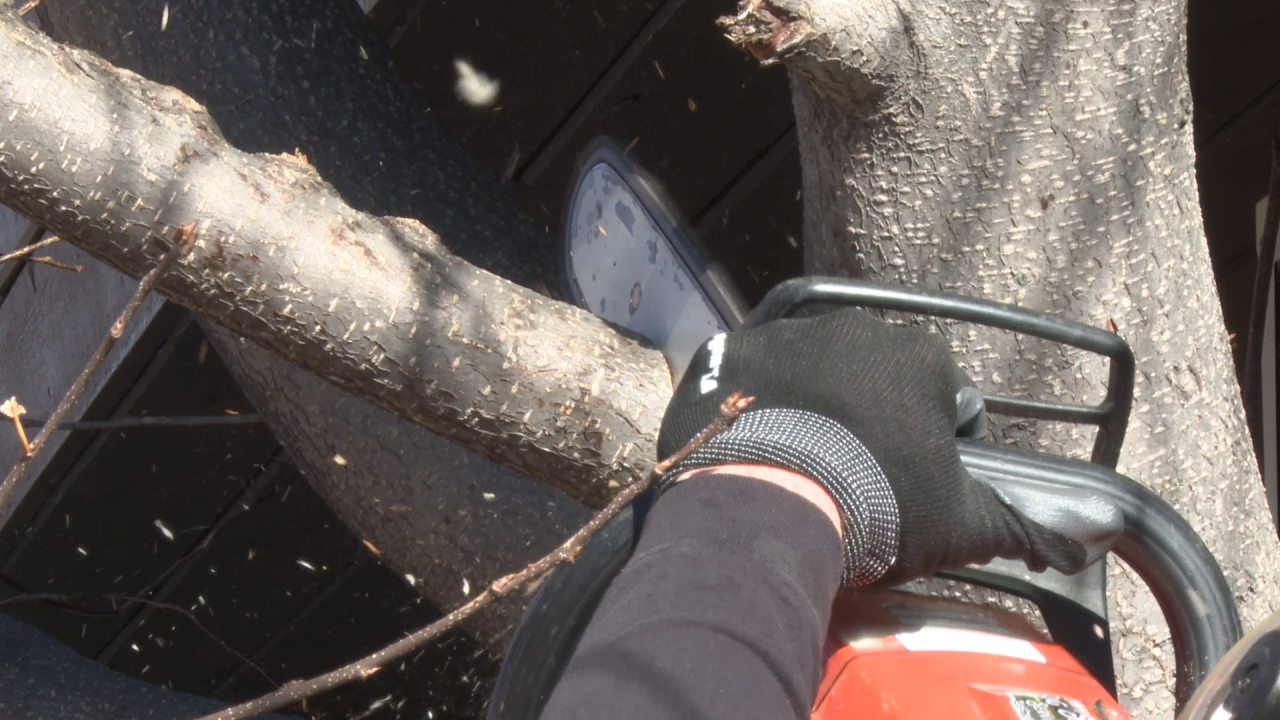 Now is the time for tree maintenance in Great Falls