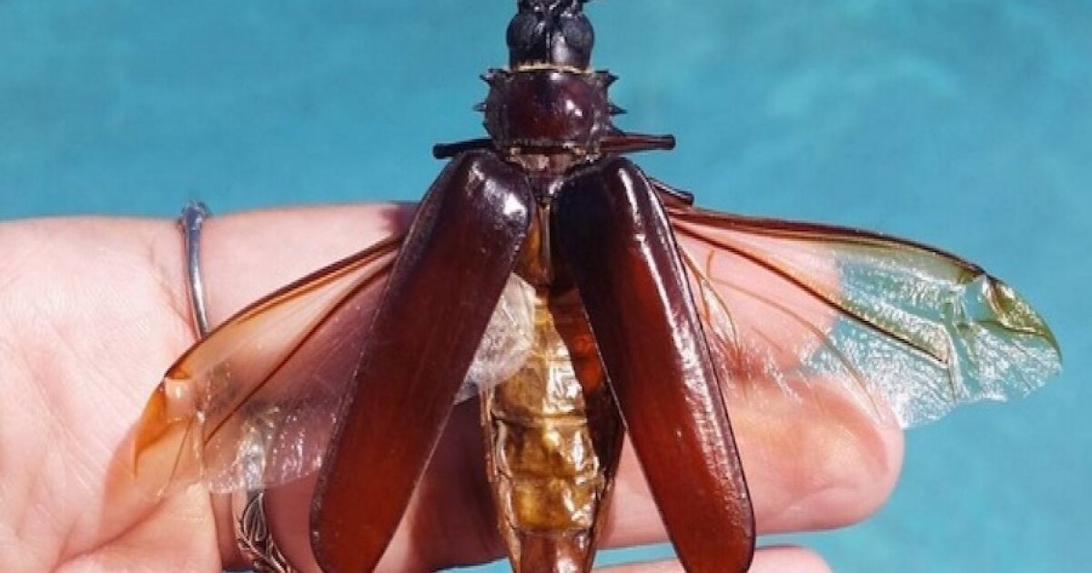 MONSOON BUGS! 8 things about Palo Verde Beetles