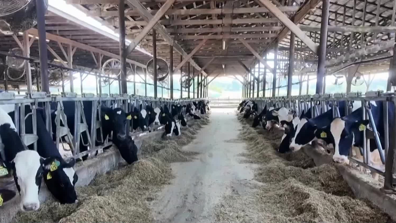 Adopt a Cow