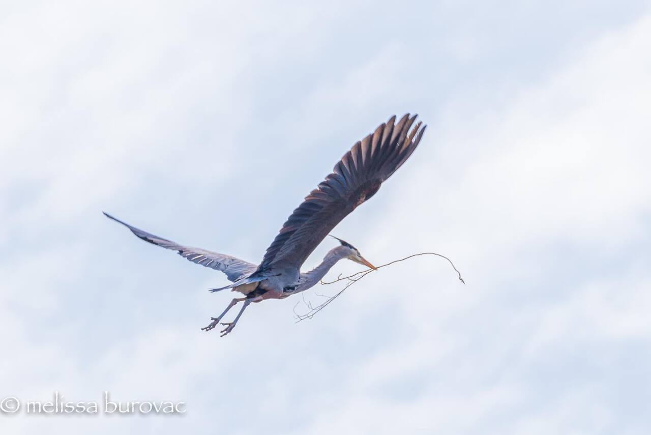 Great Blue Herons at the Bath Road Heronry at the Cuyahoga Valley National Park.