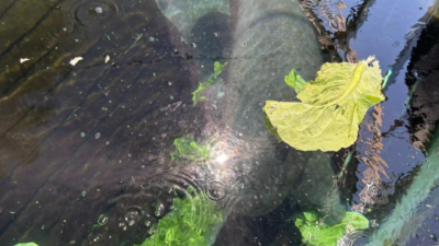 Zoo Tampa Manatee