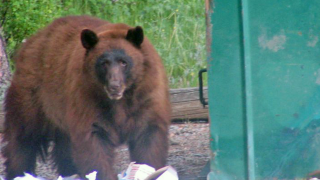 blackbear.png