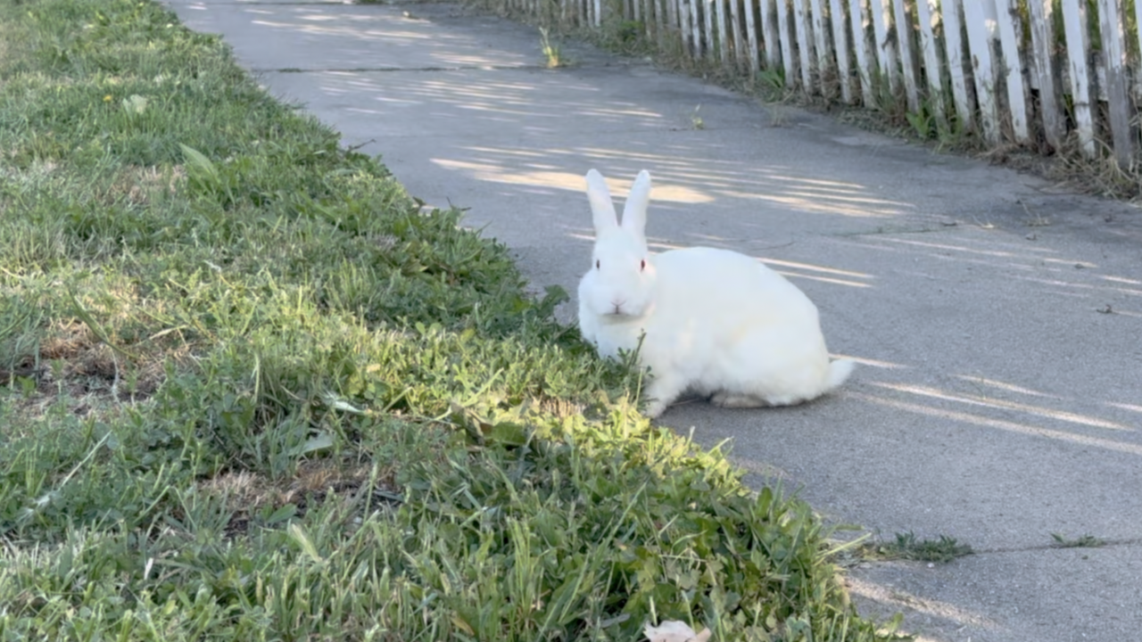 Local rabbit rescues are full as Idaho Humane Society stops taking feral bunnies Local rabbit rescues are full as Idaho Humane Society stops taking feral bunnies