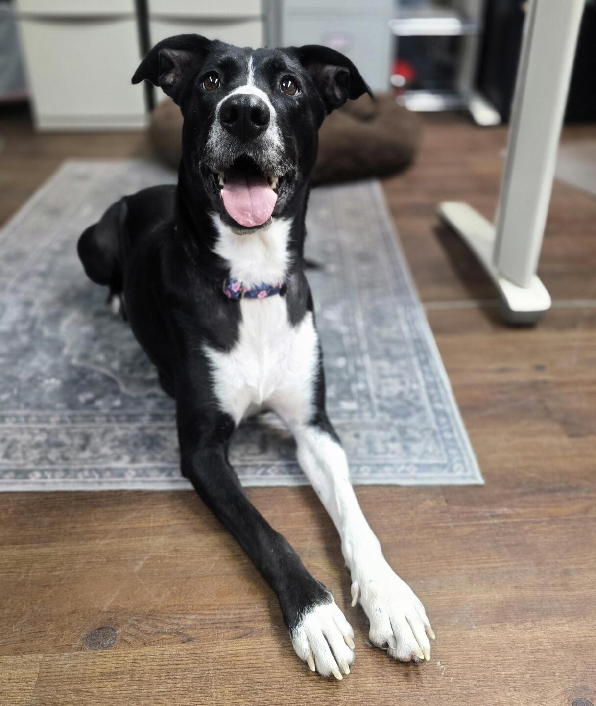 Zina, Mackenzie's Animal Sanctuary