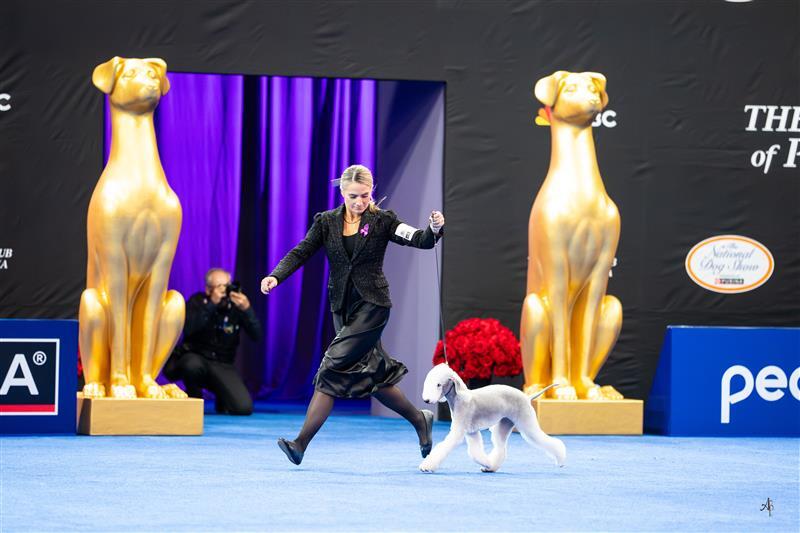 Andrea Rich of SE Wisconsin and her dog Delta win best in show for the Terrier group at the National Dog Show Presented by Purina