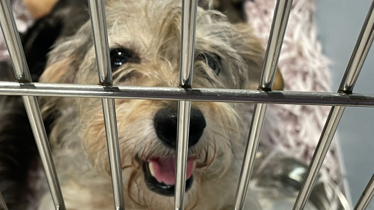 Humane Society of Tampa Bay rescue