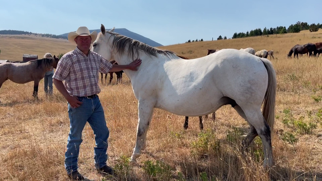 Montana Ag Network: 40 years of performance horse breeding