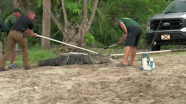 Trappers catch 10-foot alligator that ate Jordan Rivera's arm