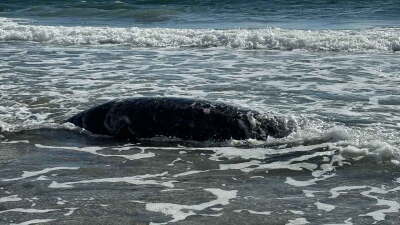 Washed up manatee Palm Beach