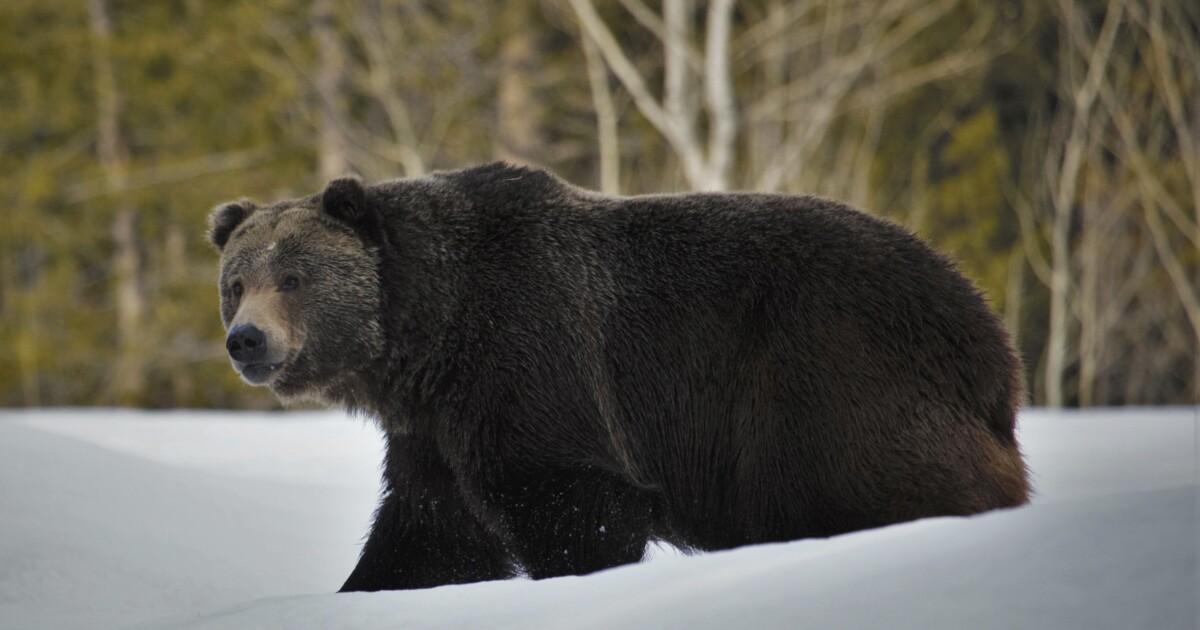 Hunter mistakenly shoots Grizzly Bear in Northern Idaho Hunter mistakenly shoots Grizzly Bear in Northern Idaho