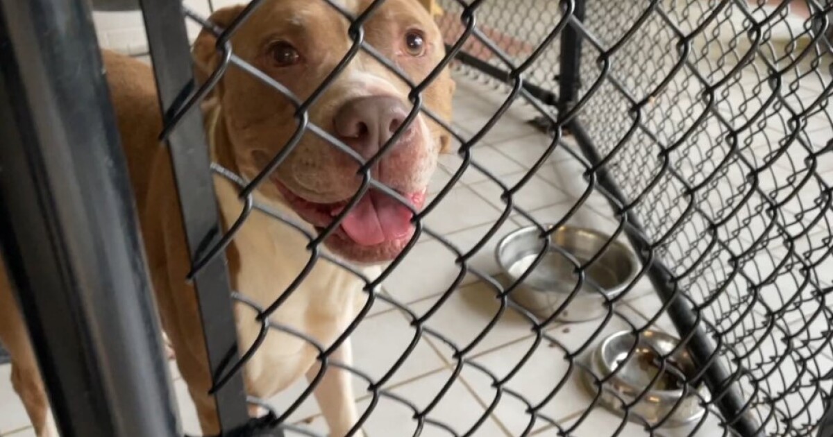 Operation Indy Animals offers free spay, neuter services Operation Indy Animals offers free spay, neuter services