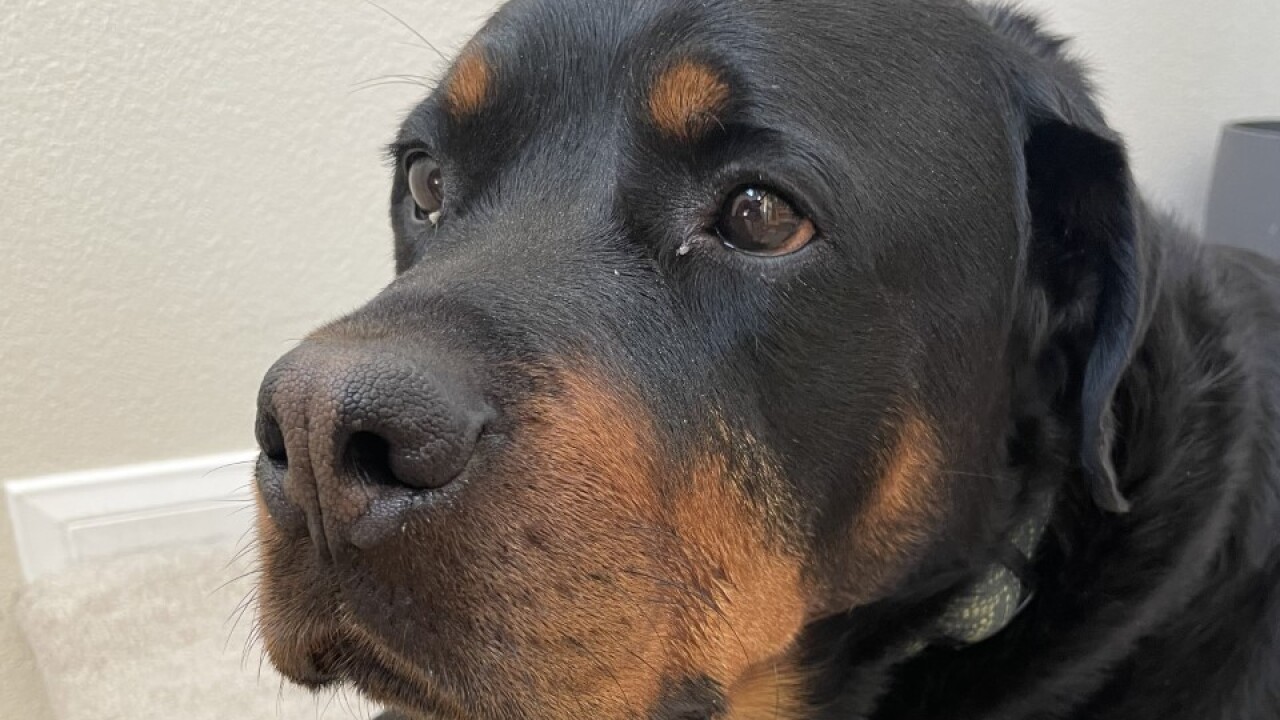 Summerlin dogs with mysterious illnesses