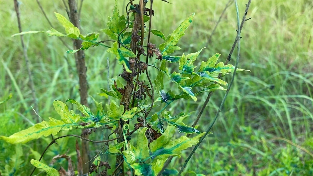 Invasive plants control Mary OConnel WFT4.jpg