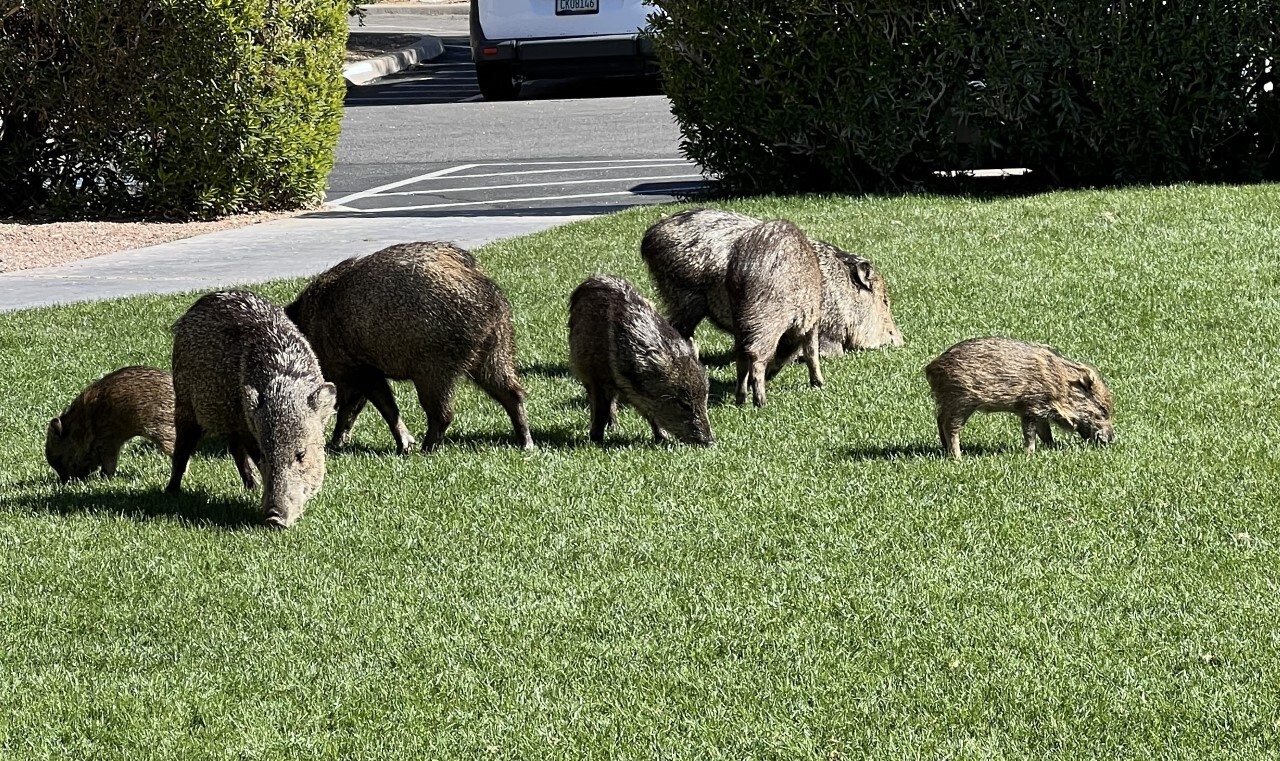 Javelina squadron with two babies