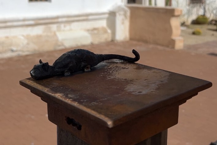 Cat on top of San Xavier gate