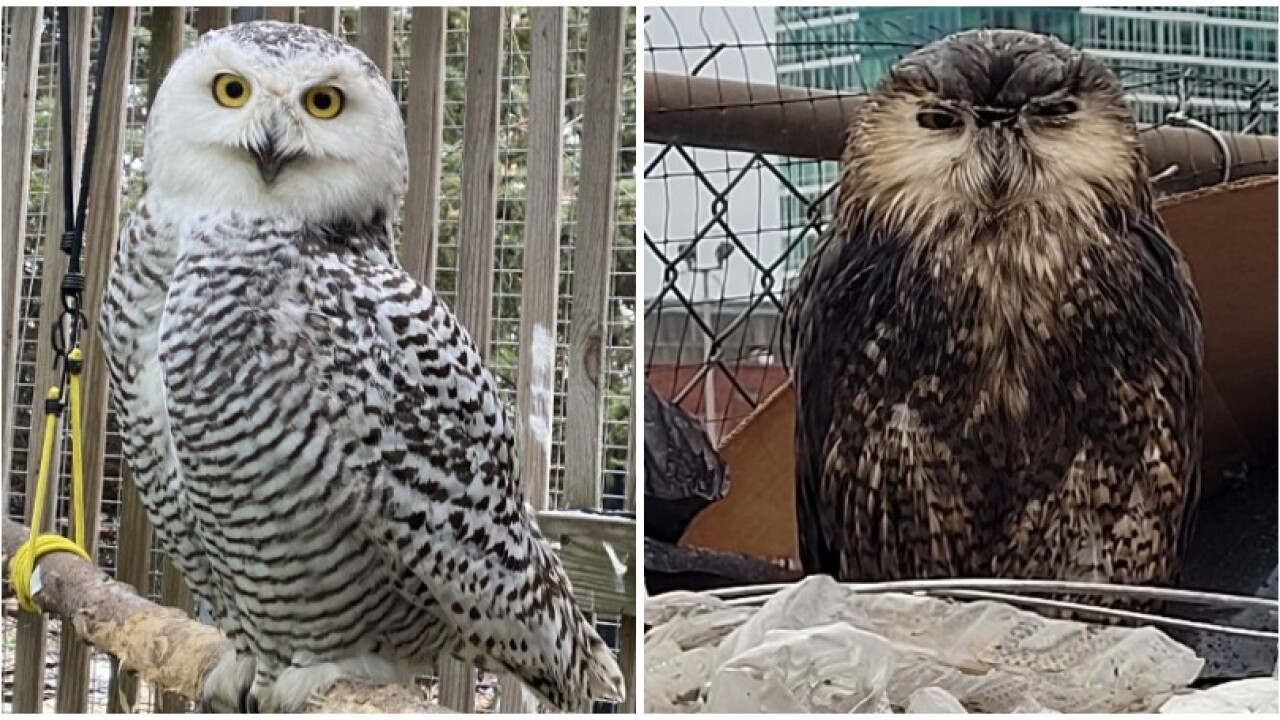 The Snowy Owl before and after care from the Wisconsin Humane Society 