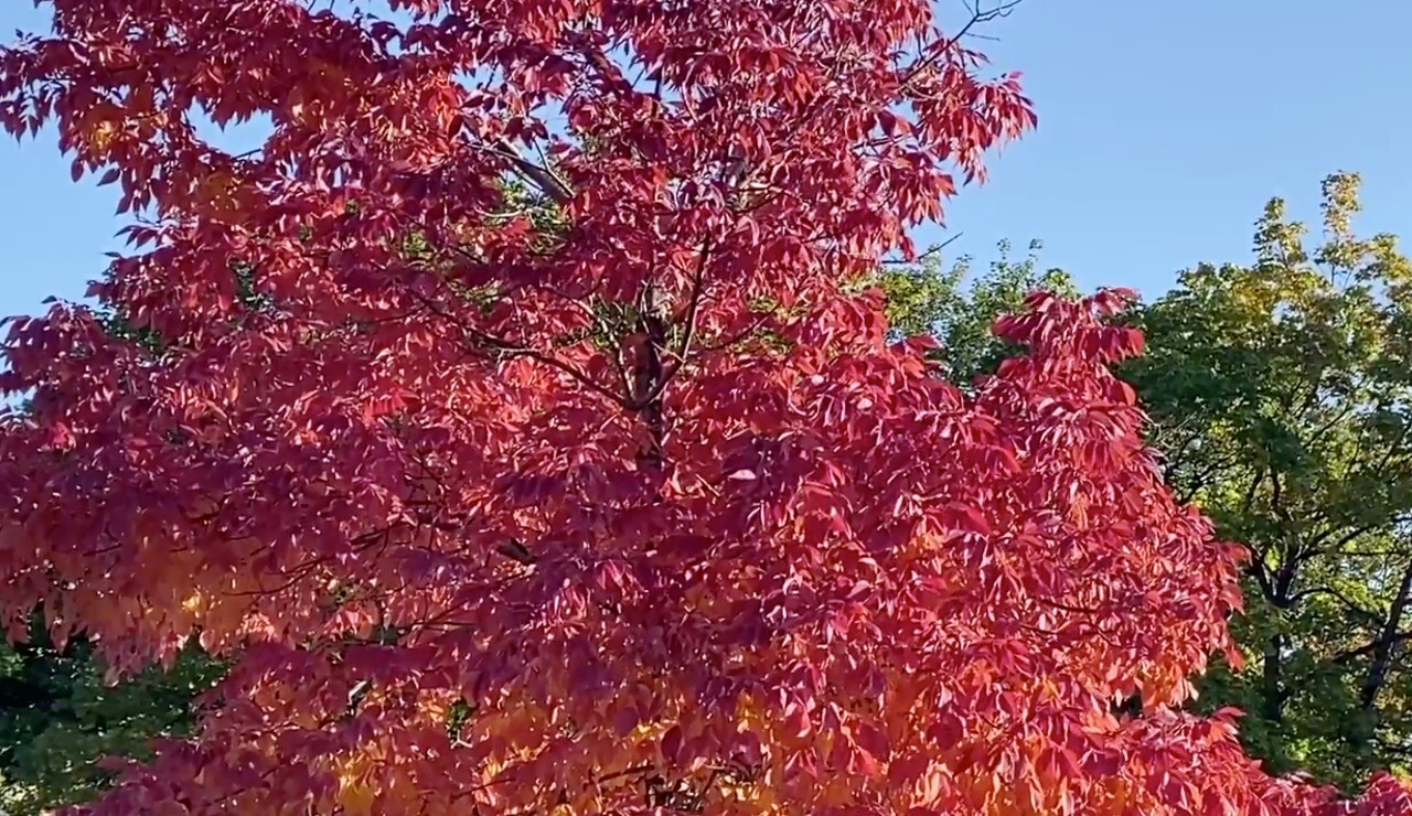 Fall Foilage Missoula