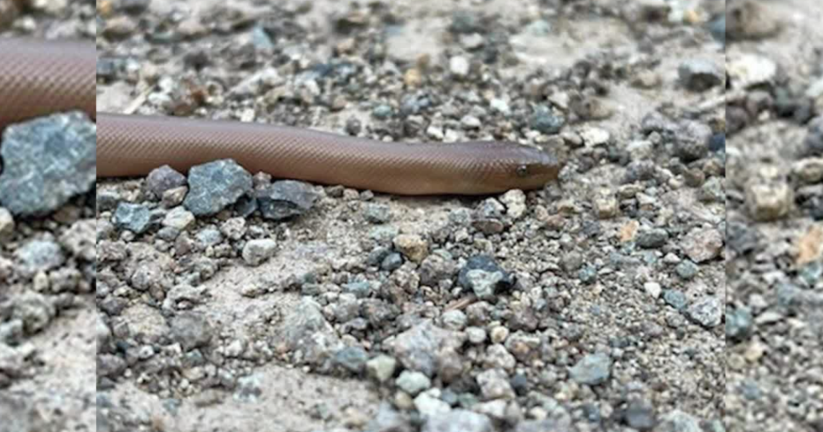 Guide spots rarely-seen snake near Yellowstone National Park