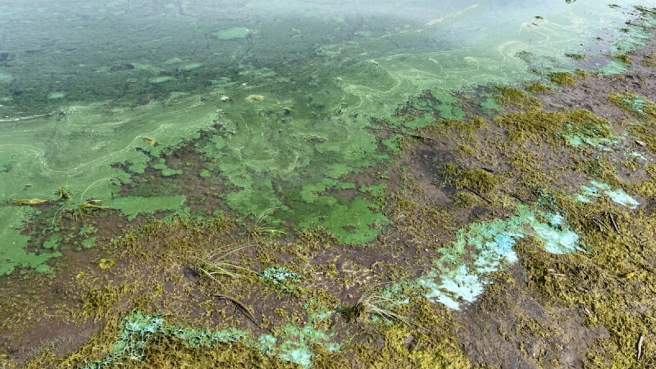blue green algae.jpg