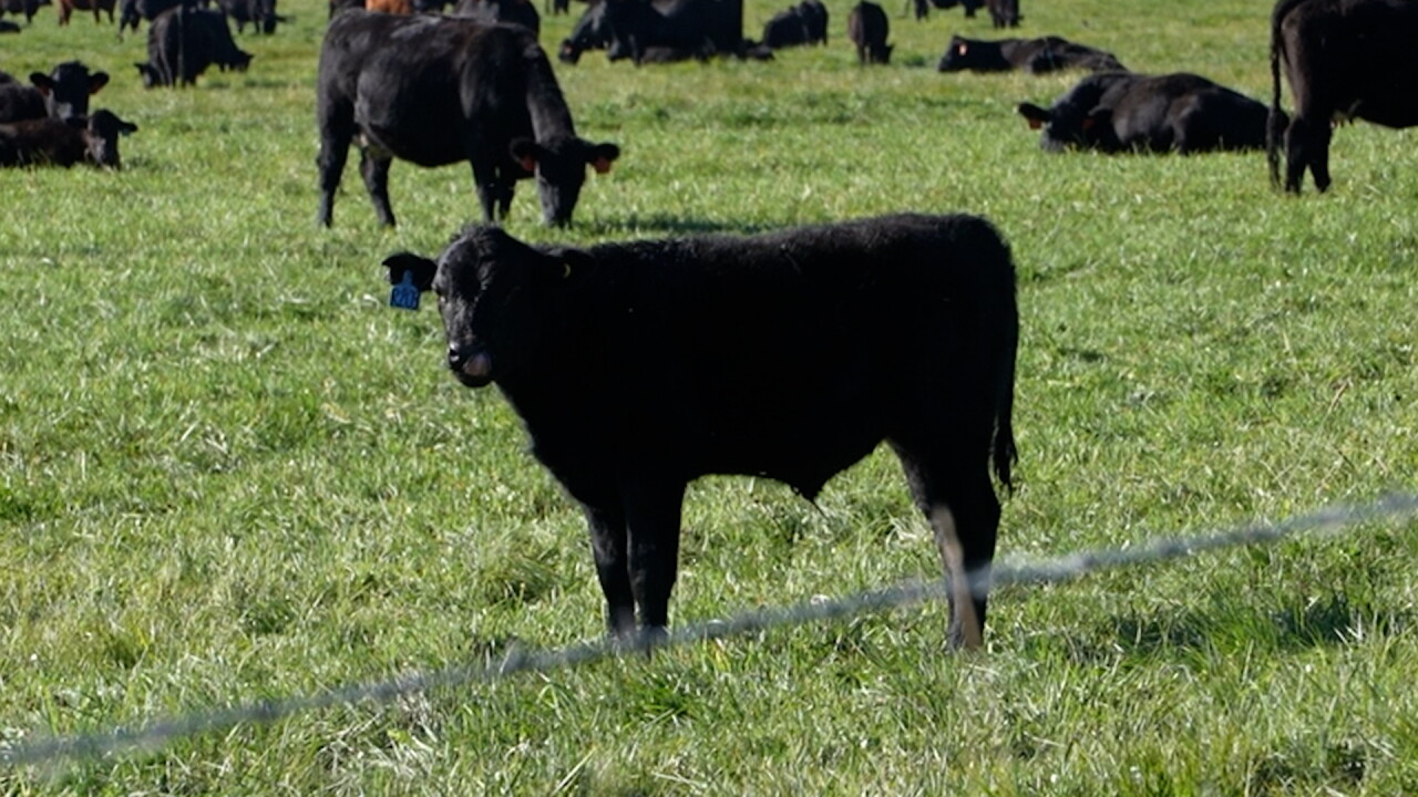 Cow