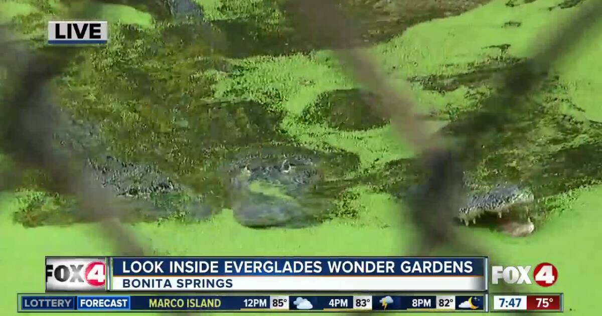 Download Rescued Birds And Reptiles Find Sanctuary At Everglades Wonder Gardens Free HD Get Wallpaper Rescued Birds And Reptiles Find Sanctuary At Everglades Wonder Gardens HD