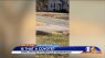 Coyote spotted lying in Chesterfield neighborhood