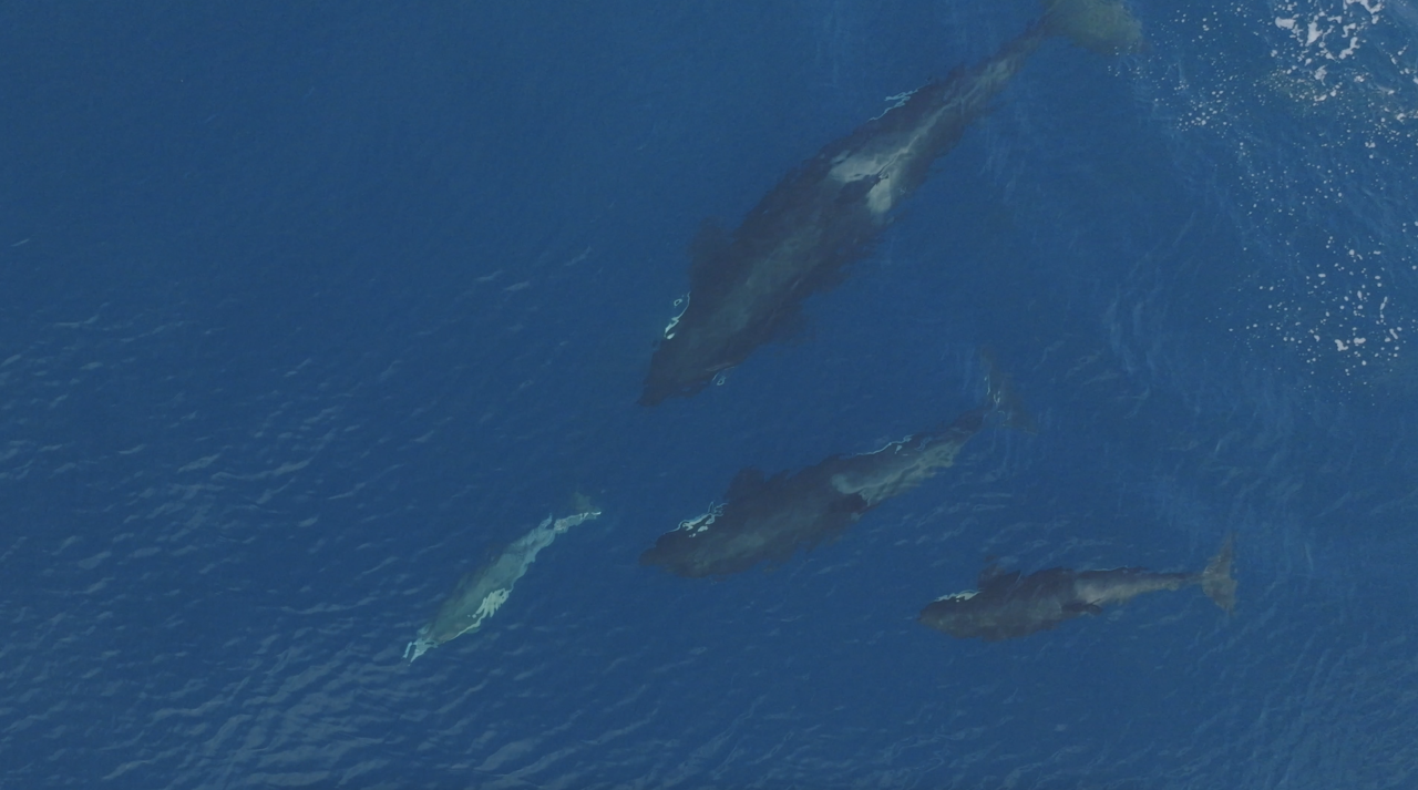 Killer whales sighted off Southern California coasts hunting dolphins
