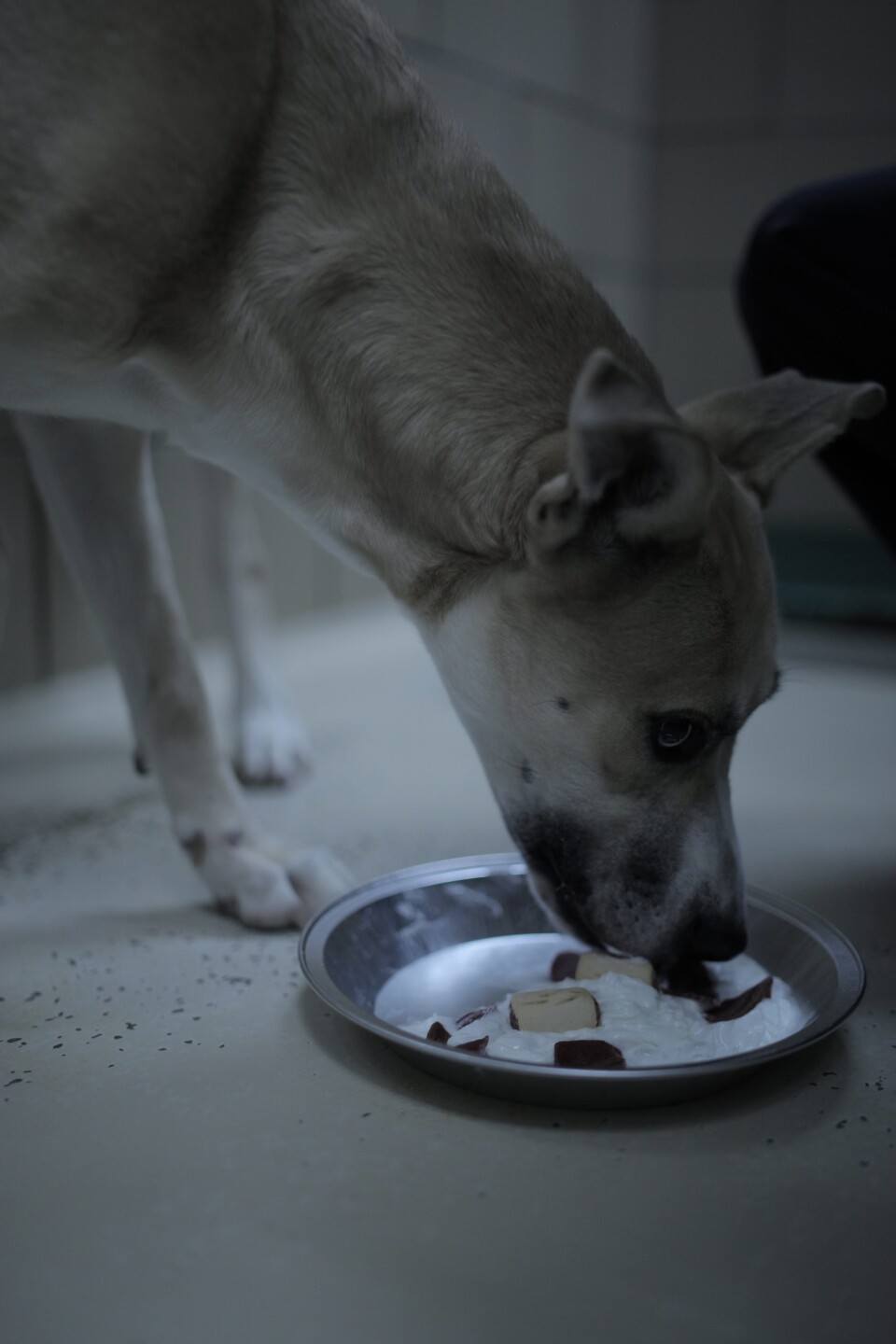 plainfield police pups