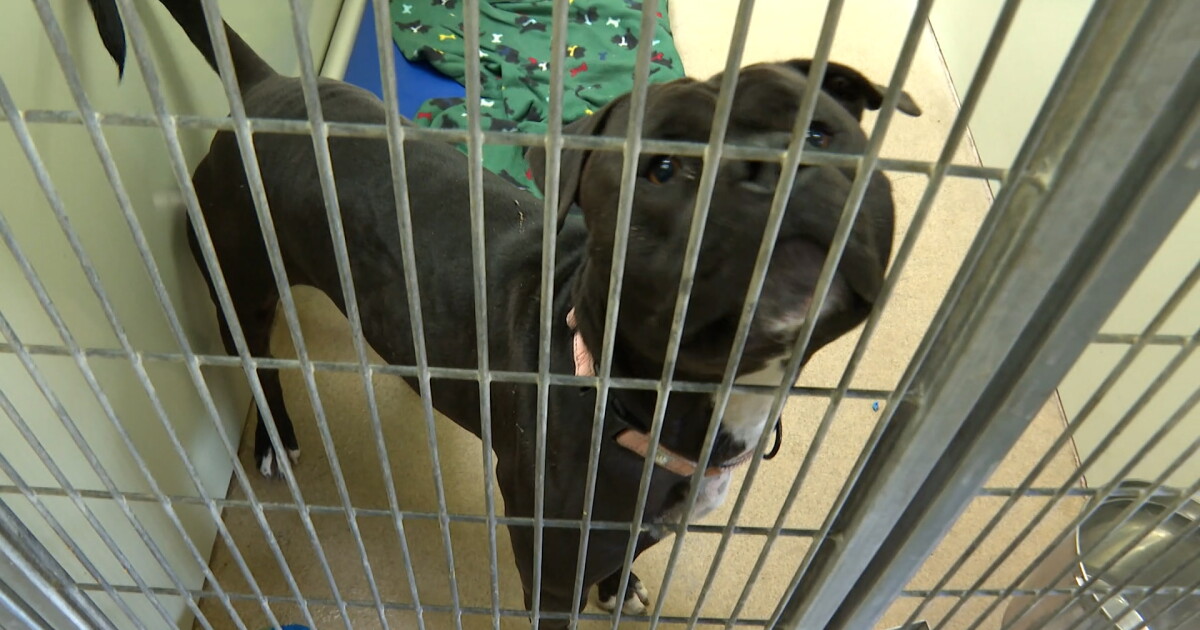 Animal shelters expect to see more lost pets in days following July 4th - Vimarsana News