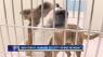 New Idaho Humane Society facility opens Tuesday