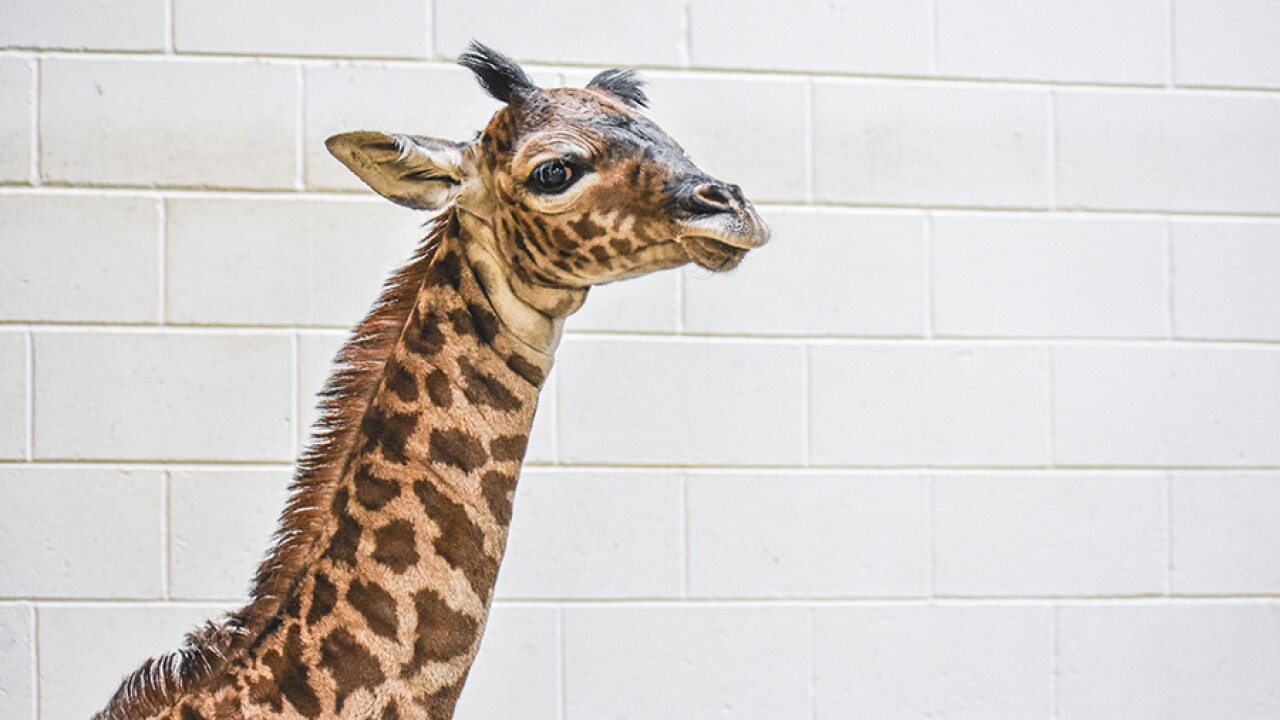 Virginia Zoo Giraffe 2.jpg