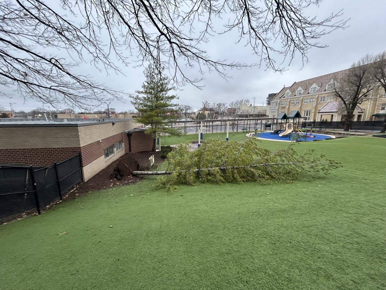 Tree down at St. Paul's Episcopal Day School