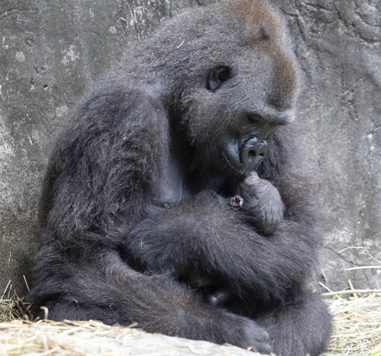 Endangered Gorilla Baby Dies