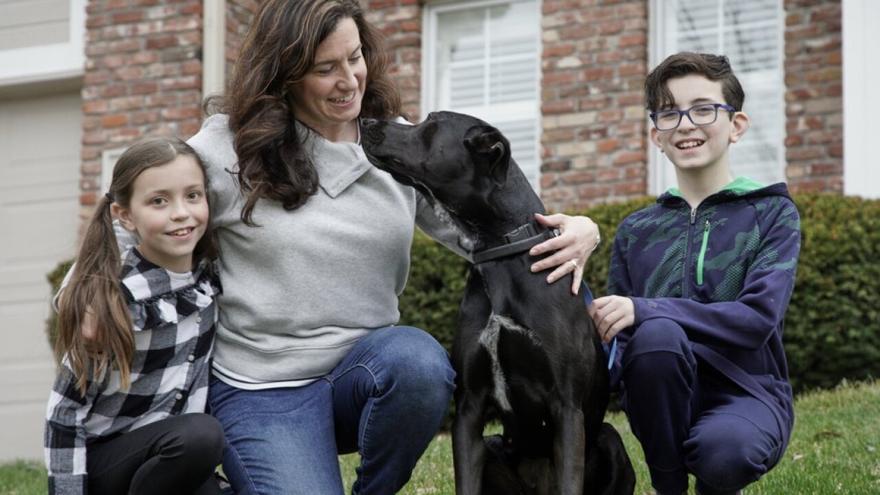 Pet fostering takes off as coronavirus keeps Americans home
